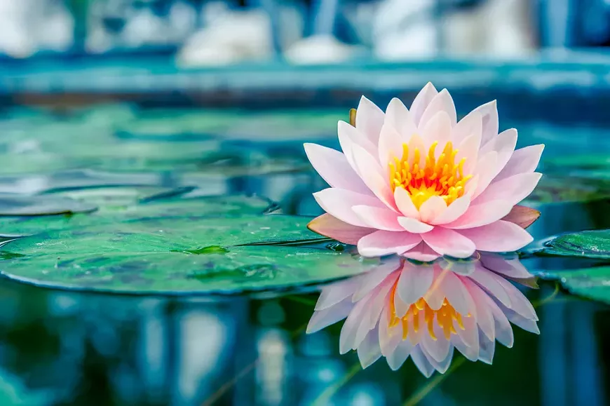 lotus-flower.webp