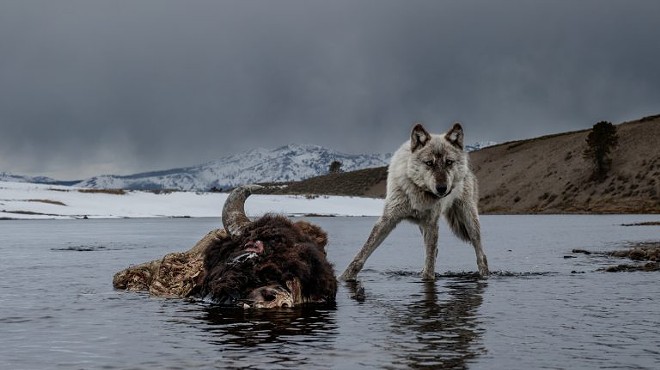 Exhibition Closing: Wolves – Photography by Ronan Donovan