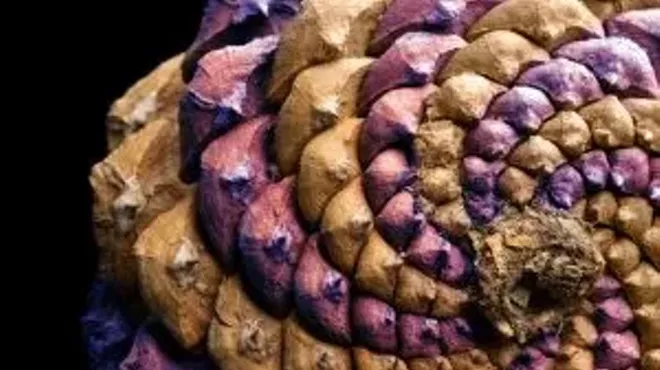 Image: Exhibition Opening: Patterns at Play: Fractals in Nature