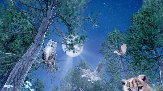 Image: Experience Opening: Forest at Night