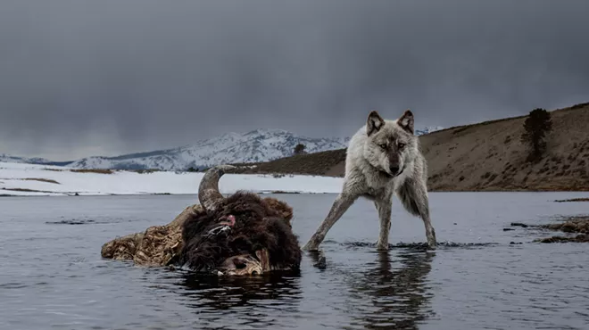 Image: Face to Face with Oregon&rsquo;s Wolves: Expert Perspectives