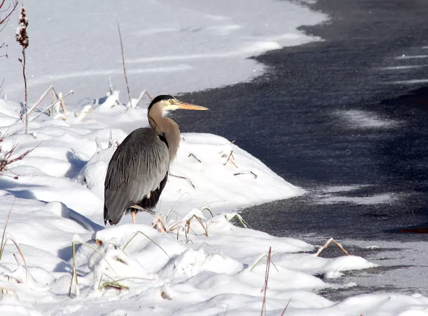 Great Blue Heron