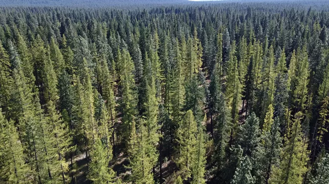 Image: Forest Bathing, Metolius Preserve