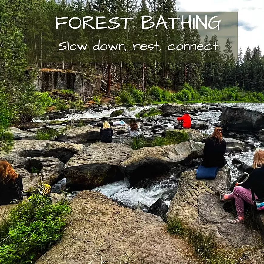 ig_forest_bathing.webp