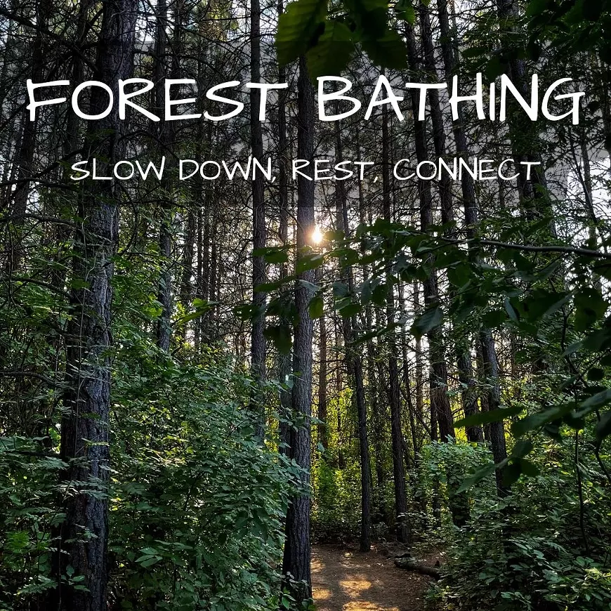 ig-forest-bathing-2-.webp