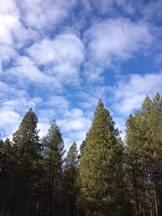 Image: Forest Bathing
