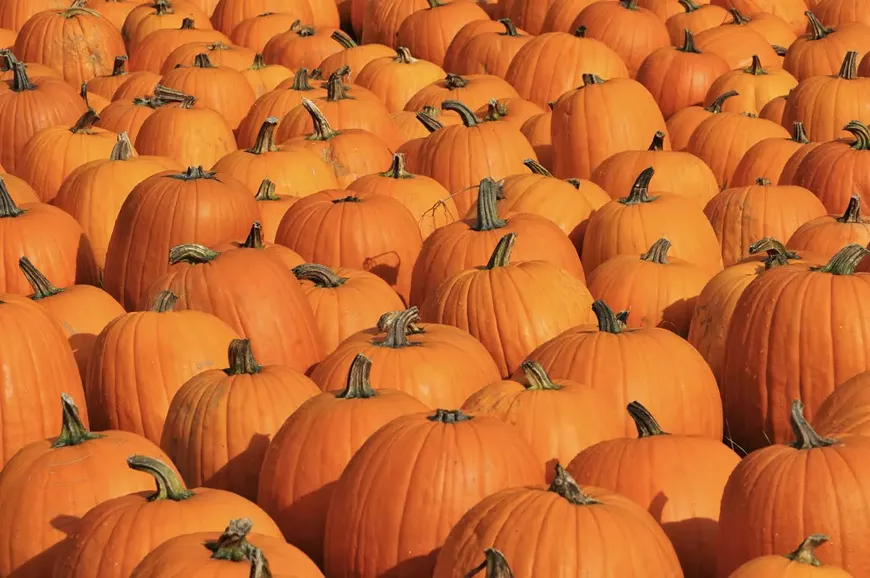 Pumpkin Patch