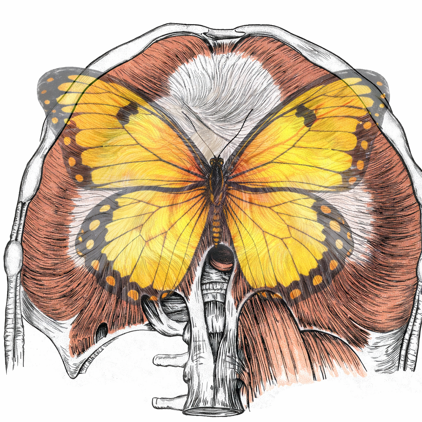 yellow_butterfly_diaphragm.png