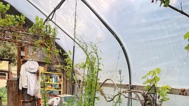Image: Gardening with Medicinal Herbs with Holly Hutton
