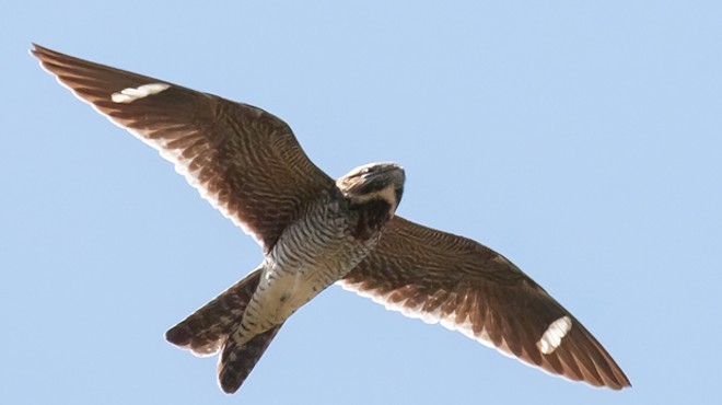 Get to Know the Common Nighthawk