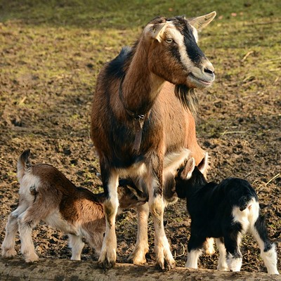 Goat Questions? Answers at 18th Annual Goat Education Day