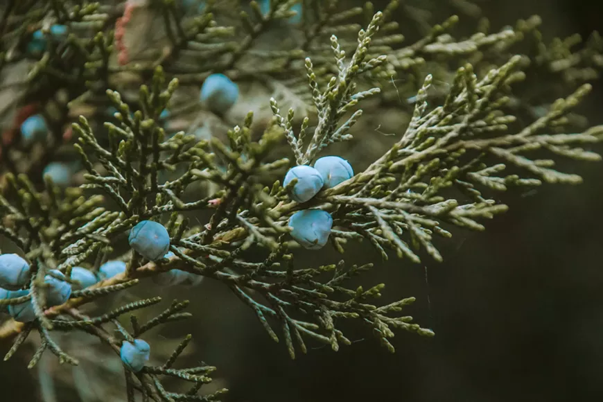 katelynn-hilden-s3qgtvhaevk-unsplash.webp