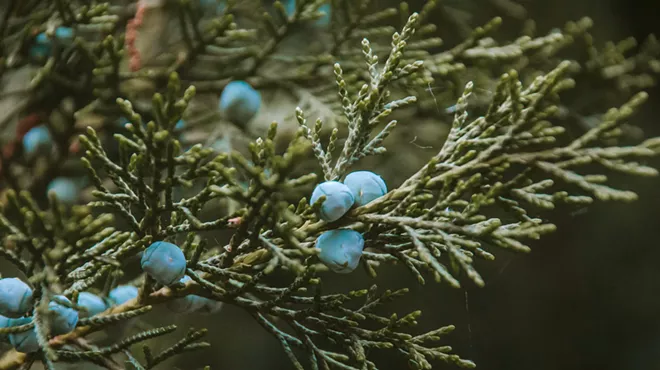 Image: Got Juniper? Western Juniper Ecology and Management