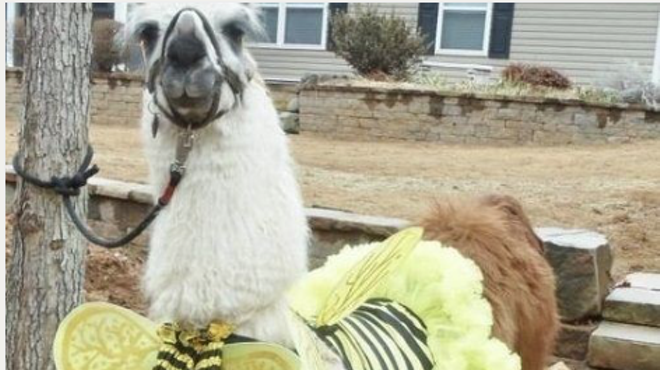 Image: Halloween Alpaca Your Wine Event!