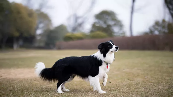 Image: Herding dog adoption event