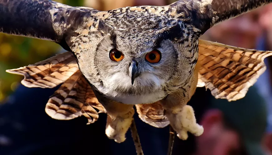 owl-2903707.webp