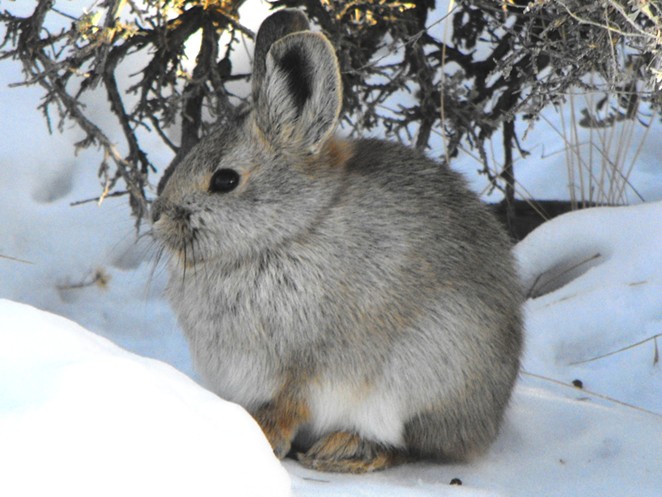 january_nhp._pygmy_rabbit_brachylagus_idahoensis._photo_by_.jpg