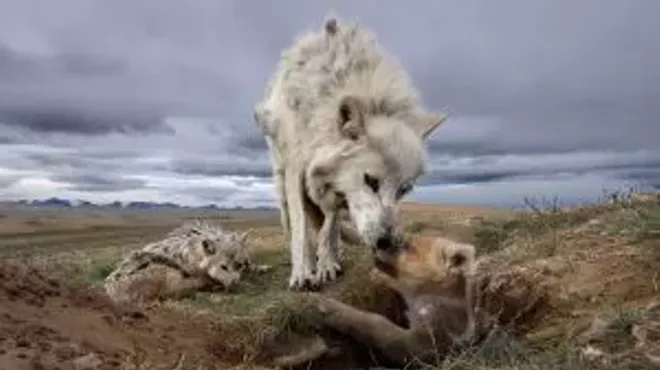 Image: Howling Around!