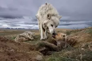 Image: Howling Around!