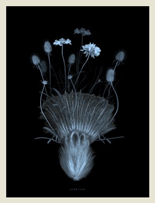 In Time’s Hum: The Art and Science of Pollination