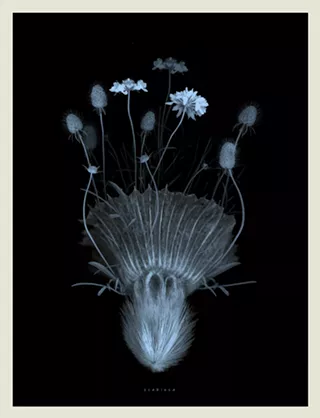 Image: In Time&rsquo;s Hum: The Art and Science of Pollination