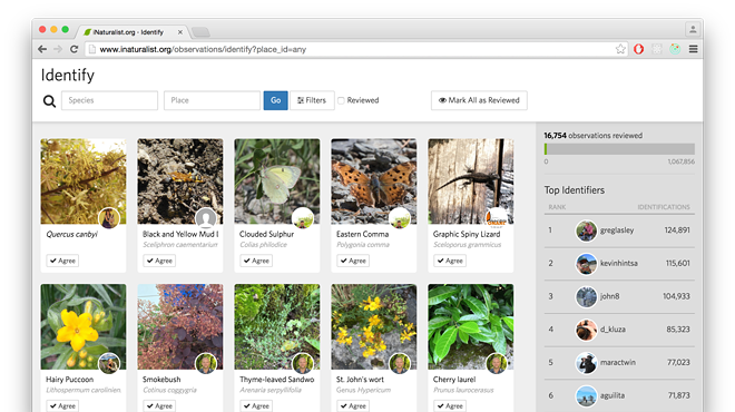 Image: INaturalist ID Party