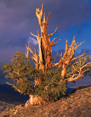Image: "Intimate Landscapes" by Bruce Jackson