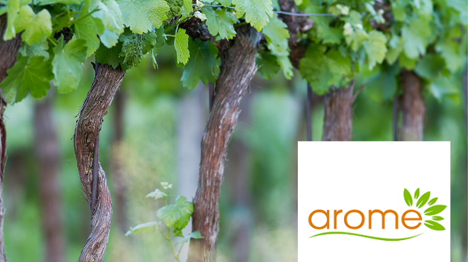 Image: Intro to Wine at Arome