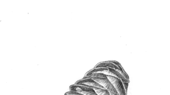 Image: Introduction To Botanical Illustration with Graphite
