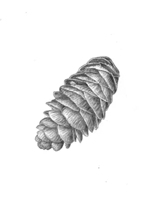 Image: Introduction To Botanical Illustration with Graphite