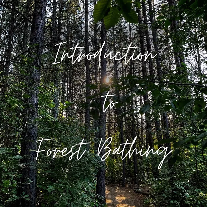 forest_bathing_1_.webp