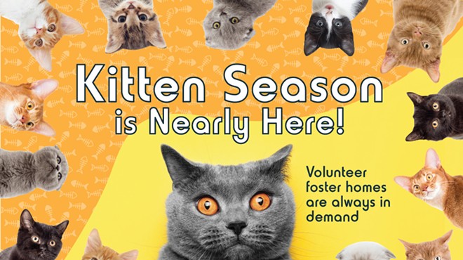 Kitten Season is Nearly Here!