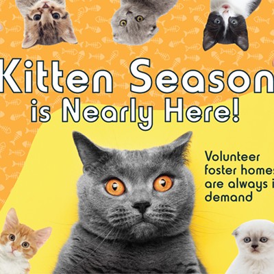 Kitten Season is Nearly Here!