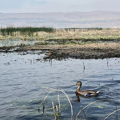 Klamath Basin Wildlife Refuges Battle Suspected Botulism and Bird Flu Outbreak