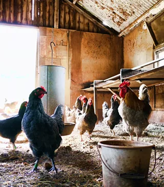Image: Know Sustainability: Sustainable Farming in the High Desert