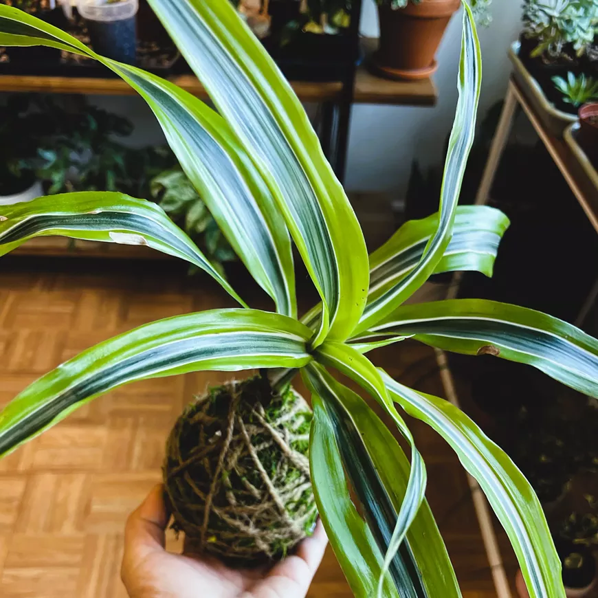 kokedama_leah_square.webp