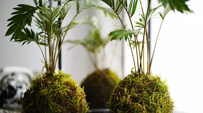 Image: Kokedama Workshop