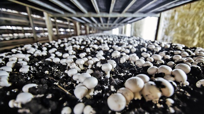 Learn to Grow Mushrooms
