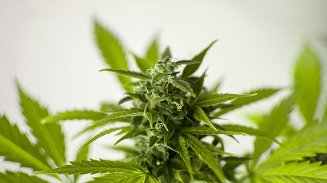 Legal Progress in Marijuana?