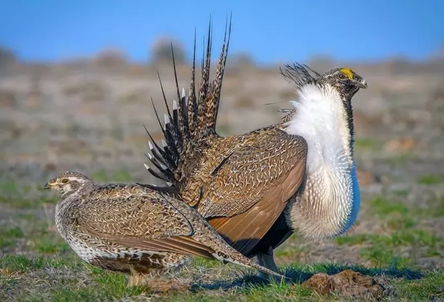 Greater sage-grouse
