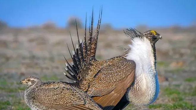 Image: Lens on Learning: Saving the Sage-Grouse and Why it Matters