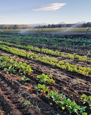 Livable Future Forum: Farming the High Desert 🧑‍🌾