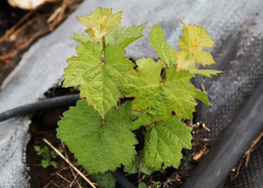 Pinot Noir planted at Maragas Winery