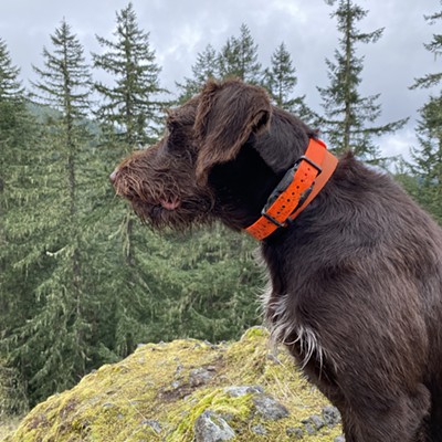 Otis out on the trails in Westfir taking in the views