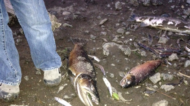 Low Water Leaves Scores of Fish Dead on Upper Deschutes
