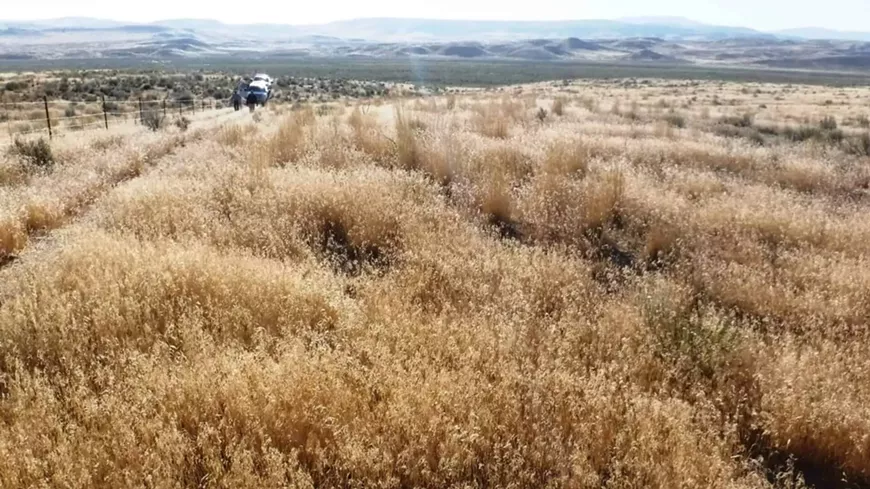 cheatgrass-in-elko-area-scaled-edited-1920x1080.webp