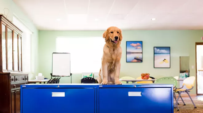 Image: Meet the Shop Dog: Mr. Gibson