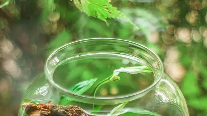 Image: Mother's Day Terrarium Class
