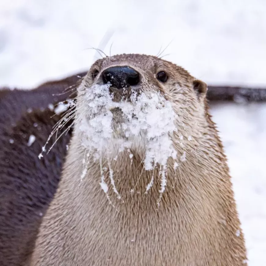 otter-snow-mustache-768x768.webp