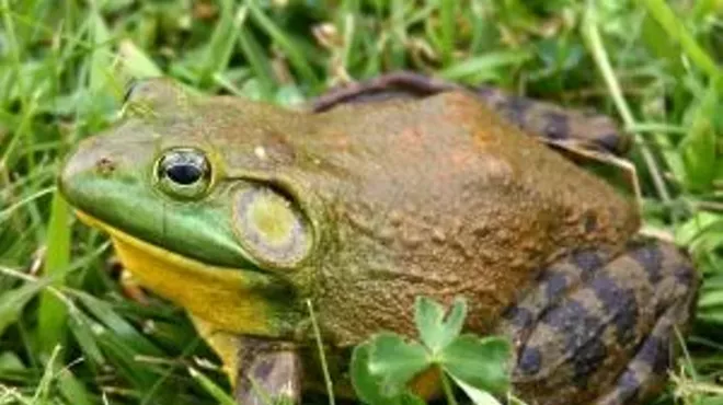 Image: Natural History Pub: Bullfrog Removal in the Little Deschutes River